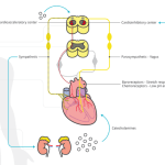 Schematic outline of heart rate control mechanisms