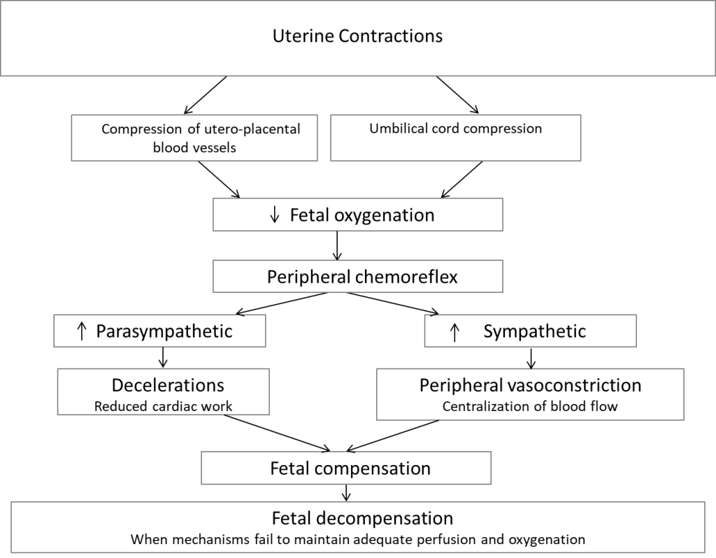 Proposed mechanisms of intrapartum deceleration